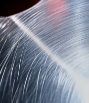  金属台面上的红心柚特写1242#竖屏 	 