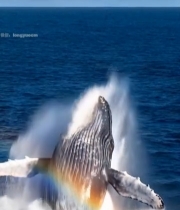  鲸鱼跃出海面瞬间(1)5458#竖屏 	 