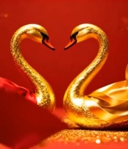  金天鹅配红绸喜庆素材4777#竖屏 	 