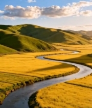  金黄田野间蜿蜒河流自然风光6947#竖屏 	 