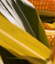  金黄玉米棒特写素材5497#竖屏 	 