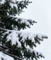  积雪覆盖的松树自然景象4936#竖屏 	 