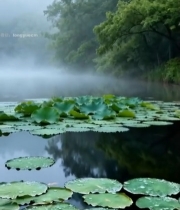  湖上浮萍与雾霭中的树林7871#竖屏 	 