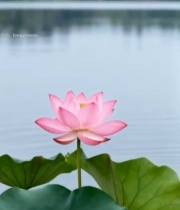  湖畔绽放的粉色荷花3887#竖屏 	 
