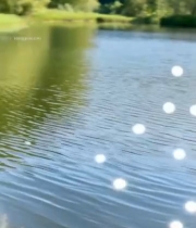  湖畔狗尾草与波光粼粼景象3660#竖屏 	 