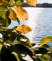  湖畔秋景树叶阳光5420#竖屏 	 