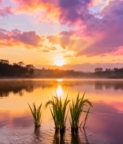  湖畔日出自然风光7279#竖屏 	 