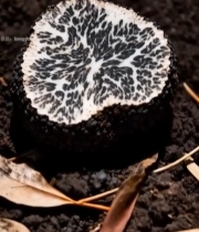  黑松露特写5#竖屏 	 