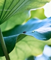  荷叶上的昆虫微距画面2266#竖屏 	 