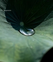  荷叶上的水珠特写3272#竖屏 	 