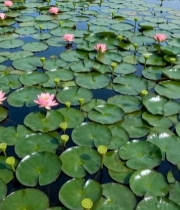  荷塘粉色荷花与荷叶景观6073#竖屏 	 