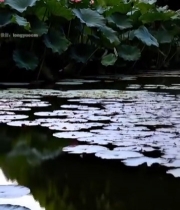  荷塘荷花荷叶自然景观7668#竖屏 	 