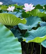  荷塘荷花与远山景致4246#竖屏 	 