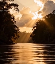  河畔树林日落自然风光160#竖屏 	 