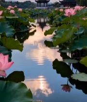  荷塘古建筑日落景色5189#竖屏 	 