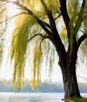  湖边垂柳春日景象(2)4958#竖屏 	 