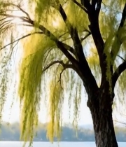  湖边垂柳春日景象(2)4958#竖屏 	 