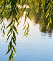  湖边垂柳阳光照射景象209#竖屏 	 