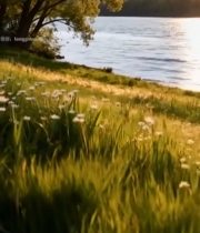  湖边草地花朵自然风光4634#竖屏 	 