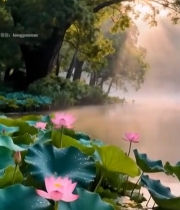  湖边荷花晨景自然风光素材7403#竖屏 	 