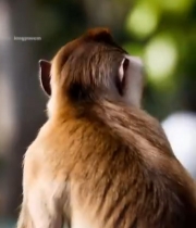  猴子侧面特写5664#竖屏 	 