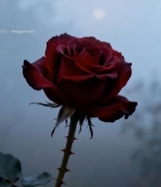  红玫瑰特写5722#竖屏 	 