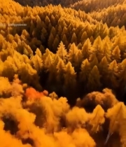  航拍金色森林风光7408#竖屏 	 