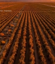  航拍夕阳下的整齐农田4544#竖屏 	 
