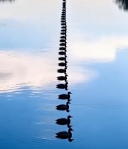  河面上排队游动的鸭群2539#竖屏 	 