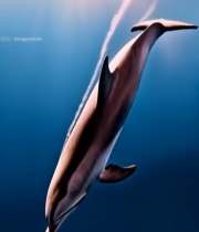  海中海豚游动画面3828#竖屏 	 