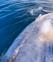  海中鲸鱼特写素材3837#竖屏 	 