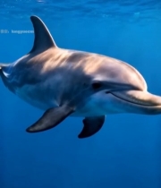  海中游泳的海豚素材15#竖屏 	 