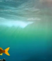  海洋中鱼群游动景象1695#竖屏 	 