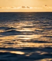  海洋中鲸鱼尾巴露出水面画面3023#竖屏 	 