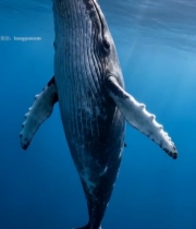  海洋中鲸鱼特写4565#竖屏 	 