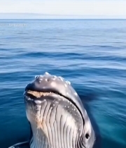  海洋中鲸鱼跃出水面场景6367#竖屏 	 