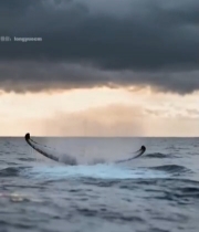  海洋中鲸鱼尾部露出水面画面3929#竖屏 	 