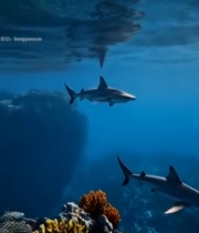  海洋中鲨鱼群游画面4923#竖屏 	 