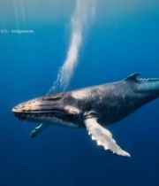  海中鲸鱼水下特写3083#竖屏 	 