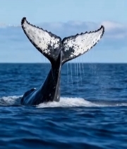  海洋中鲸鱼尾巴露出水面2480#竖屏 	 