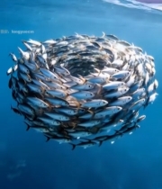  海洋中鱼群聚集形成漩涡7552#竖屏 	 