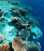  海洋珊瑚礁水下景观1609#竖屏 	 