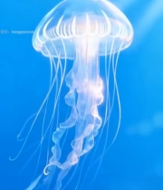  海洋水母特写5580#竖屏 	 