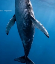  海洋中鲸鱼的水下画面(1)7804#竖屏 	 