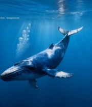  海洋中遨游的鲸鱼7115#竖屏 	 