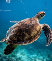  海洋中海龟游泳画面6278#竖屏 	 