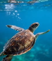  海洋中海龟游泳素材3792#竖屏 	 