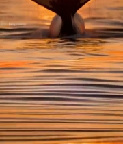  海洋落日下鲸鱼尾巴特写5728#竖屏 	 