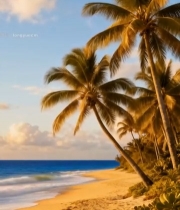  海滩棕榈树自然风光6794#竖屏 	 