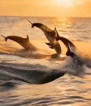  海豚跃出海面日落景象4430#竖屏 	 